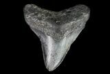 Bargain, Megalodon Tooth - North Carolina #76337-1